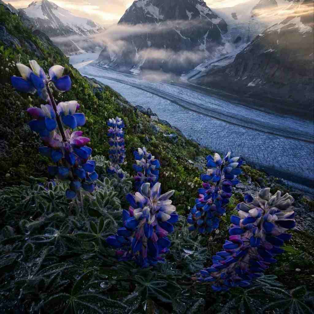 دانلود اهنگ نانسی عجرم یای سحر عیونه